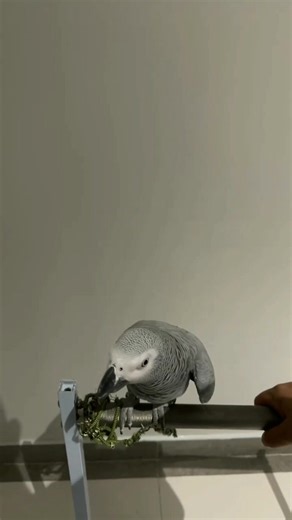 الببغاء الافريقي الجزء الرابع: ضحك ولحظات مميزة