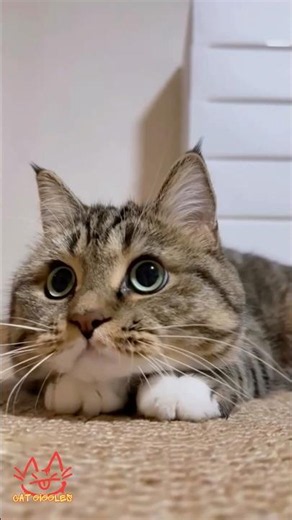 Cat Giggles #304 – Your Daily Dose of Funny Cats! 😻 #shorts #pet #cat #funny #foryou #viralvideo