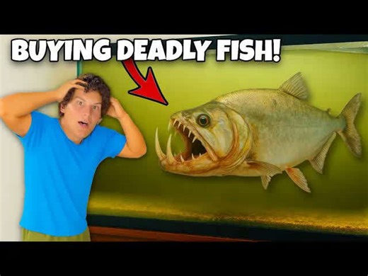 He bought the most terrifying fish ever!