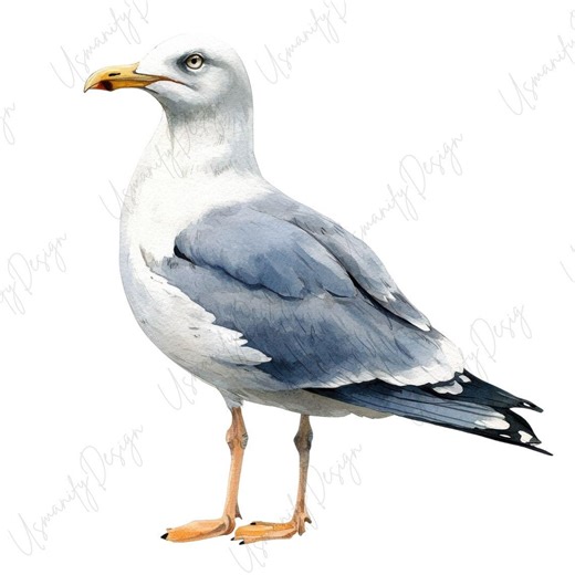 18 Watercolor Seagull Clipart PNG Set, Seabird Illustration, Coastal Bird Art, Flying and Standing Seagull Design, Ocean Wildlife PNG - Etsy