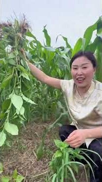 今天又是挨揍的一天，地里的草差点超过玉米，胖哥丫妈齐心协力，半小时搞定[拳头]