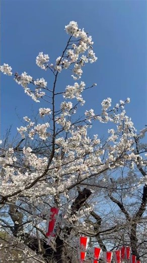 Cherry Blossoms at Ueno Park, TOKYO (3/24/2026)