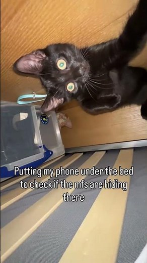 @kimchirollswithnori: I flipped the whole house to find them just chilling under the bed.