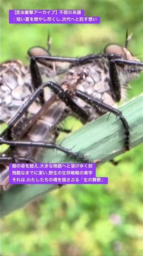 【昆虫衝撃アーカイブ】シオヤアブの生殖行動に釘付け！短い夏を燃やし尽くし次代へと託す想いを4Kで目撃せよ #シオヤアブ #ムシヒキアブ #昆虫図鑑 #昆虫観察 #insects #undaze #4K
