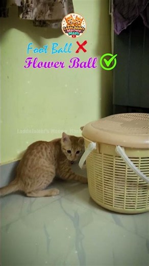 ⚽🌹 Orange Kitten Scores the Winning Goal! 😻🐾