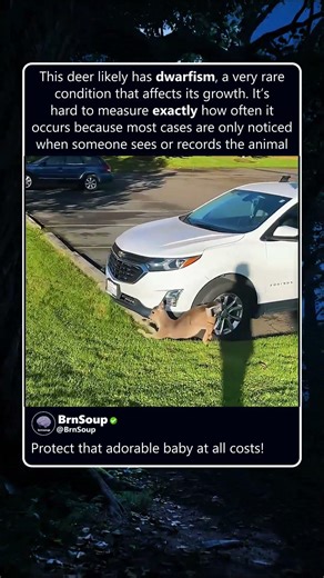 Poor baby deer