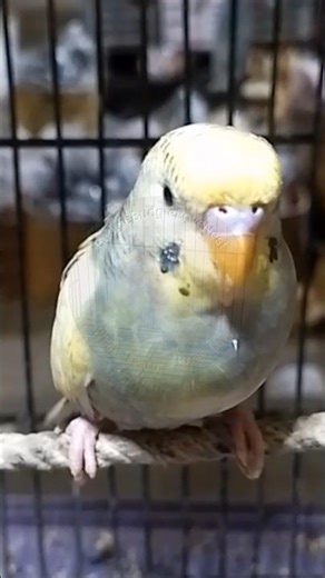 Rare White & Blue Budgie Pair 💎 | #BudgieLoveNest