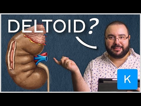 How to test your knowledge before an anatomy exam | Kenhub