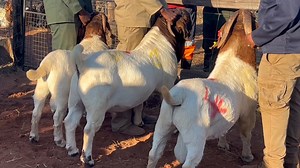 KGATLENG AGRICULTURAL TRADE FAIR 2025 All eyes were at the small stock kraals where the battle for the Kgatleng District Goats and Sheep championship was witnessed. Competition was very tough but we managed to take home; -0 tooth Best Boer Goat Buck position 🥇 -2 tooth Best Boer Goat Buck position 🥇 -Junior Champion Buck 🏆 -Grand Champion of the yard 🏆 The show is still ongoing and there will be some quality goats and sheep for sale on Saturday. We are located in Kgatleng,ko Masimong a Mmakg