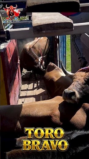 🚨🐂 ¡Embarque de los Imponentes Toros Bravos de la Ganadería Ccorihuilca! 🔥🐂