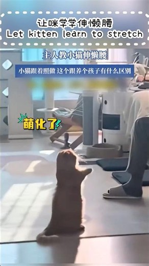 让咪学学伸懒腰￼￼ Let kitten learn to stretch #cat #cute #kitten #pets #funny #貓 #可愛 #貓咪日常 #萌宠