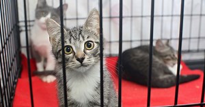 Cara Membuat Kandang Kucing Sederhana | Kardus, Kayu, Besi, Pipa