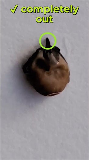 👉 Remove a tick from your dog (DO THIS) #dog #tick #dogcare #petcare #howto