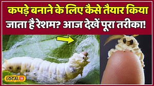 Silk Making Process: रेशम के कीड़ों से कैसे तैयार होता है कपड़ा, देखें पूरा प्रोसेस! #Local18 #local18unfilteredvideo | News18 Himachal
