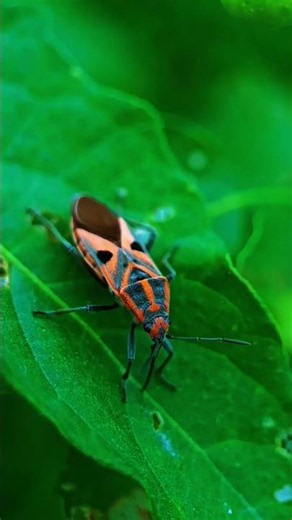 Macro videography with Apexel 100mm macro lens #closeup #nature #insects #macro #shorts #shortvideo