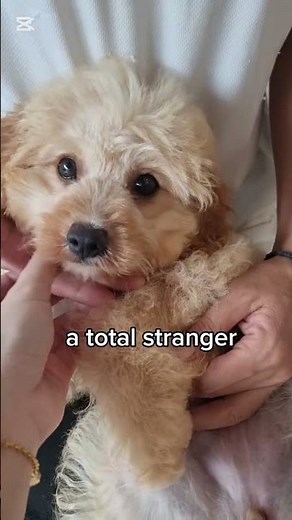 cavachon for a lifetime! Details at thelovelypets.com/available-puppies