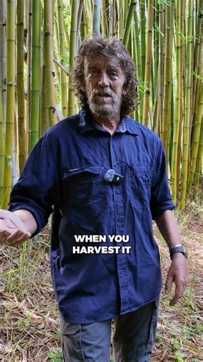 Bamboo Grows 3 Feet a Day #permaculture #bamboo #regenerativegardening #sustainableliving