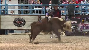 The 2015 Mini Bull Riding Championship premieres TONIGHT at 8/7c on RIDE TV, DISH channel 248. | Great American Faith & Living Network
