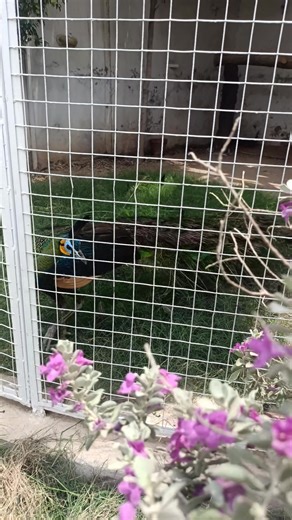 Stunning Green Java Peacock Birds in Pakistan