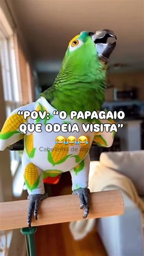 Papagaio cabelinho de algodão 🦜 | ‘’Me segue 👇🏻 para ver a parte 2 no perfil 🦜” @cabelinhodealgodaooficial #reelsbrasil #reelsviral #viralbrasil #humorbrasileiro #videoviral | Instagram