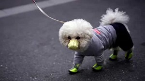 Unmasking the fear: Coronavirus face mask are scaring dogs in 'new normal'