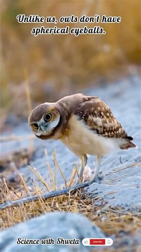 Why Do Owls Tilt Their Heads Like This? 🦉