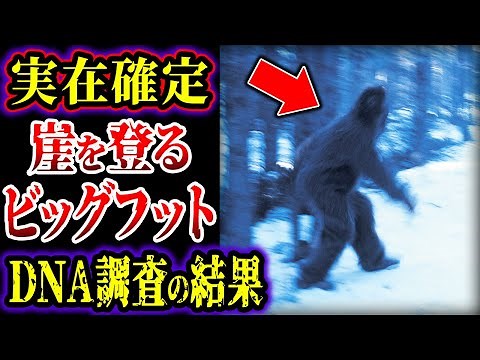 [Slow Commentary] Bigfoot climbing a cliff... Finally caught on camera... The latest information ...