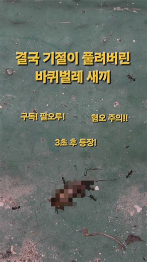결국 기절이 풀려버린 바퀴벌레 새끼 #개미 #ants #바퀴벌레