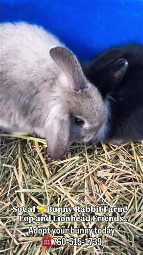 SOCAL ☀️ BUNNY RABBIT FARM - ADOPTED A BUNNY NEAR ME