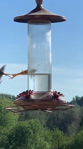 20M views · 199K reactions | I didn't know the mantis bird hunted. Seems like my kind of guy. Best video of 2023 so far. Via Nature is Metal | Lone Star Outdoors Show | Facebook