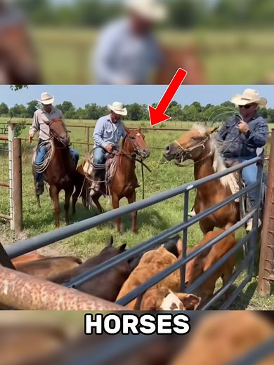 Cowboys Herding Cattle: A Bucking Horse Encounter