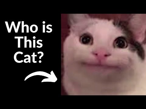 Who is The Beluga Cat?
