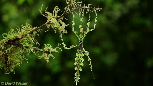 锯齿拟苔䗛 Trychopeplus laciniatus 拟态