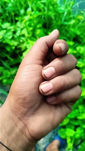 very fast green jewel #insects #cuteanimals #beautifulinsects #acapella