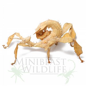 Spiny Leaf Insect (Extatosoma tiaratum)