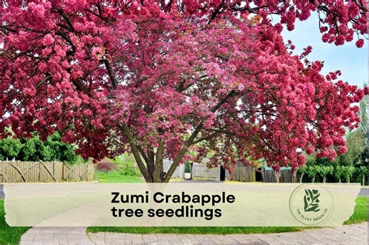2 Zumi Crabapple Tree Seedlings - Etsy