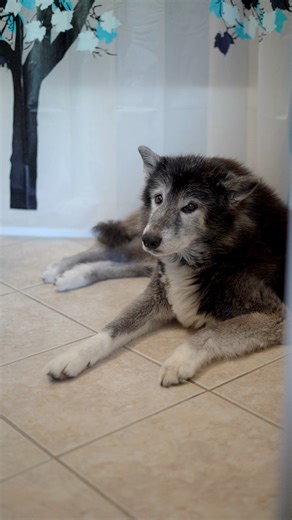 44K views · 1.7K reactions | After 8 long years in the kennel, Luna...