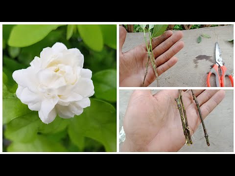 How To Grow Gardenia /Jasmine plant Cuttings In Water, Easy and faster growth