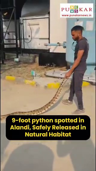 A 9-foot python was found in Alandi for the first time on April 23 at around 8 am.Wildlife rescuer Akash Suryawanshi received information that a large snake had been seen on a tree inside the IGW company premises on Alandi-Wadgaon Road. He immediately rushed to the spot and, after inspection, confirmed that it was a python.The snake was safely rescued and later released into its natural habitat under the guidance of Forest Officer Bhausaheb Indalkar.VC : Wildlife Rescuer of Maval#Alandi #PythonR