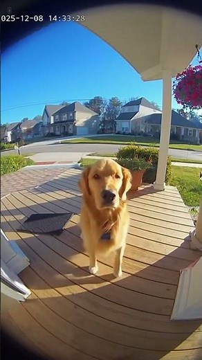 Golden Retriever Waves at Doorbell Cam 🐶📹 (CCTV Real Footage)