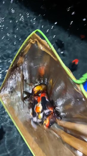 Dive into elegance 🐠✨ Explore our stunning collection of fancy goldfish – beauty in every fin! Visit us today! #fancygoldfish #royalaquariumwattala | Royal Aquarium & Pet Accessories