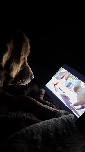 Rusty's Favorite Move: A Golden Retriever Showcase