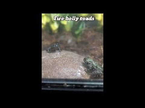 Hop, Pop, and Plop lunch meeting at the feeding rock.