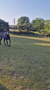 24K views · 1.5K reactions | Horses playing with Balls! They...