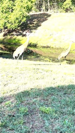 Sandhill Cranes Walking, Calling, Vocalizing #shorts #birds #nature #wadingbirds