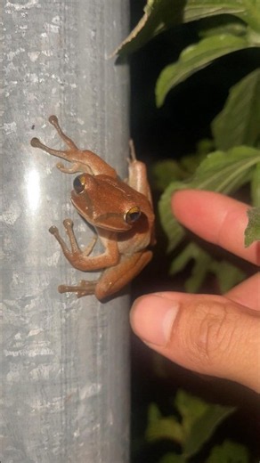 Jumping Frogs, Funny Jumping Toads, Boing Boing funny