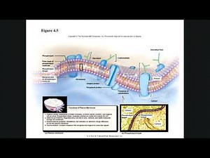 Ch 4 Lecture Recording