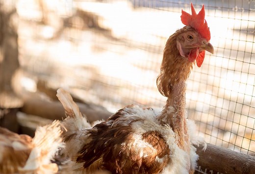 Chicken Molting: What Is It and How to Help Your Hens With It - The Happy Chicken Coop