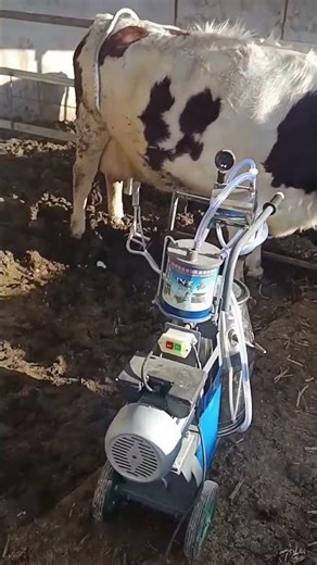 A Day in the Life of a Rural Cattle Farmer#CattleRaisingLife #RuralCattleFarmer