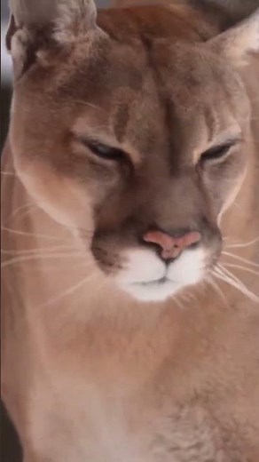 Cougar (Puma concolor) – Apex Predator of the Americas